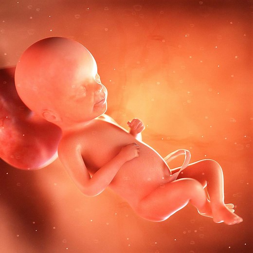 Week 23 of Pregnancy