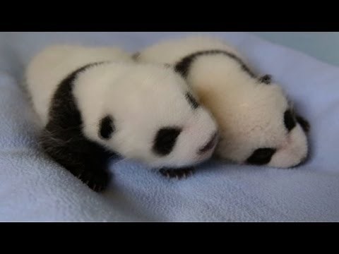 Twin baby pandas now fuzzy and cute