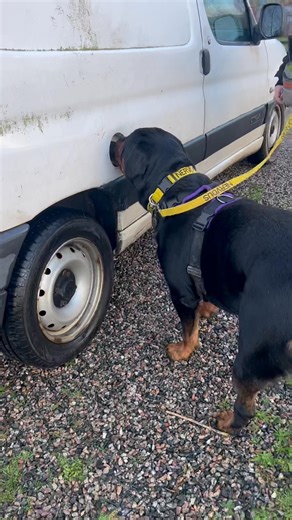 I’ve been using “Scent Support” as part of Jax’s behaviour modification program. We are using scent detection in a very specific way. The past few weeks we have increased distractions including other dogs and he has absolutely smashed it! If you’d like to know more about Scent Support and how it can help your dog please don’t hesitate to message for a chat. 🖤 #scentsupport #scentdetection #behaviourmodification | Black Tooth Dogs