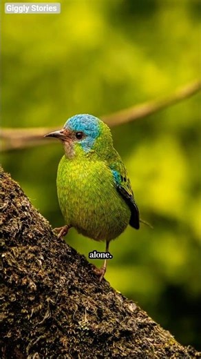 The Blue Bird #moralstories #shorts #viral #birds #wildlife #facts #forest #blue