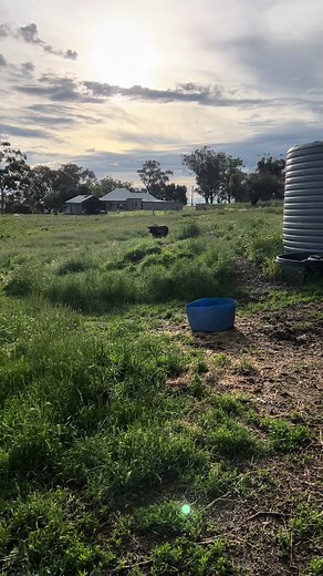 Bull Riding in Australia: The Fxck Around Experience