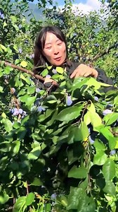 18K views · 260 reactions | Savor every bite of fresh fruit  #fruitlover #fruits #nature #farmlife #fruitpicking | Fruit Farm | Facebook