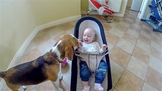 Beagle’s Sweet Pursuit of Baby’s Love