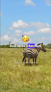 Zebras Masters of Unique Digestion! #wild #animalfacts #animals #facts #shorts #nature