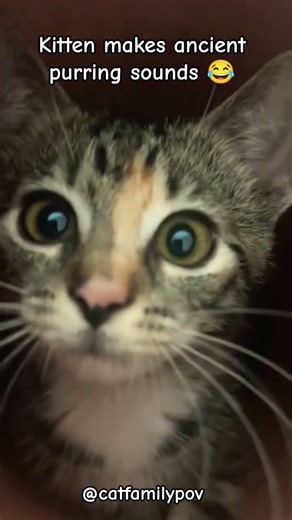 Kitten Makes Ancient Healing Purring Sounds 😂🐱 | Cute Cat ASMR & Funny Kitten Moments