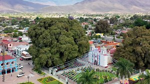 Beautiful Arbol del Tule, the widest tree in the world. Aerial orbiting video by drone. - Santa María del Tule, Oaxaca, Mexico