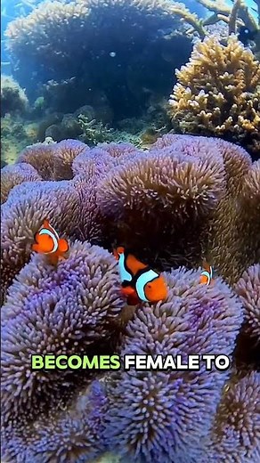 Some Fish Can CHANGE GENDER?! 🐠🔁