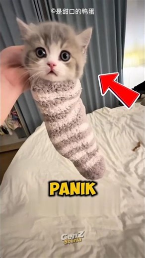 This cat is obsessed with being a caterpillar 🤣🤭