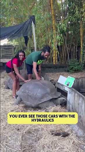 This is what happens when you rub a tortoise shell