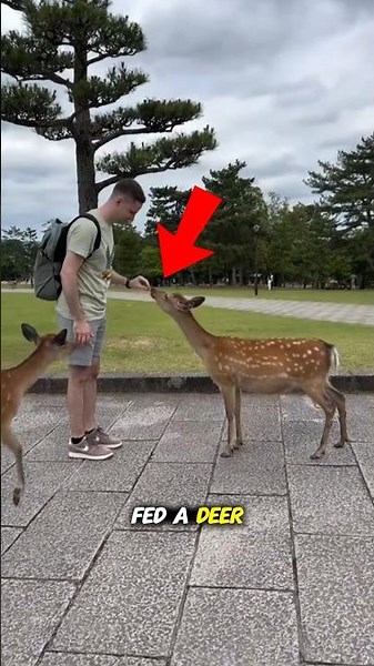 The Entire Herd of Deer Comes to Eat🦌🤯