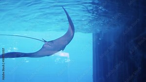 Smiling stingray in blue aquarium. Sea stingray and marine life. A marine aquarium with fishes and corals. Marine life. Stingray swimming in the aquarium
