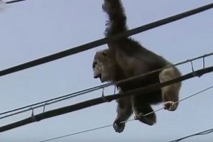 Angry Chimpanzee Escapes Zoo But is Dramatic Recaptured After It Fell From Electricity Pole (Photos Video)