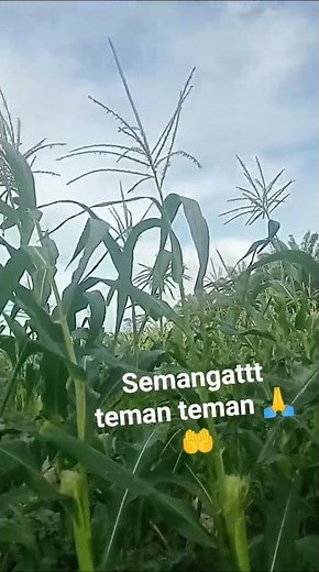 proses pertumbuhan jagung 💪🔥