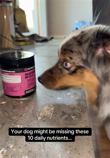 The easiest way to give your dog 10 daily vitamins 🐶 Dogs need more than just food to stay healthy. These 10-in-1 multivitamin chews support joints, digestion, skin, coat, immune health and more. #doghealth #dogvitamins #petparents #dogsupplements #tiktokshopfinds