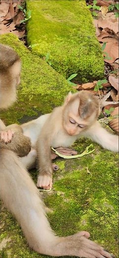 lovely sweet family monkey 🐒 Linda heartwarming adorable beautiful lil baby 👶 #shorts #viral #cute