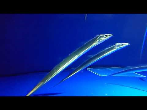 タチウオの泳ぎ方