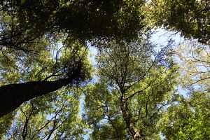 Some species of trees green-up earlier than others