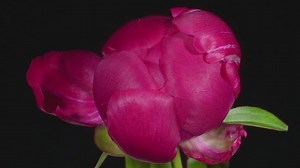 Free Background Videos: 4K & HD | No Watermark | Download Now