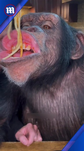 5.3K views · 111 reactions | They drink 'Gatorade' just like us!  | Daily Mail Video | Facebook