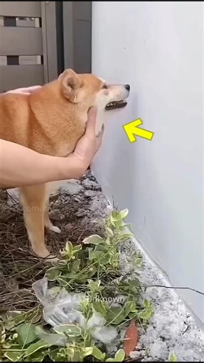 Cutest Home Security😍