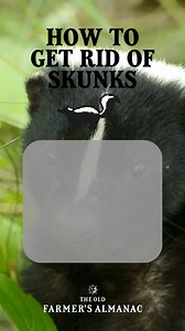 41K views · 327 reactions | Hey—what’s that smell? If your yard suddenly smells like a tire fire dipped in garlic, chances are you’ve got an unexpected guest! If your lawn or flower bed has many holes, you may have a skunk problem. Here's what to do! | The Old Farmers Almanac | Facebook
