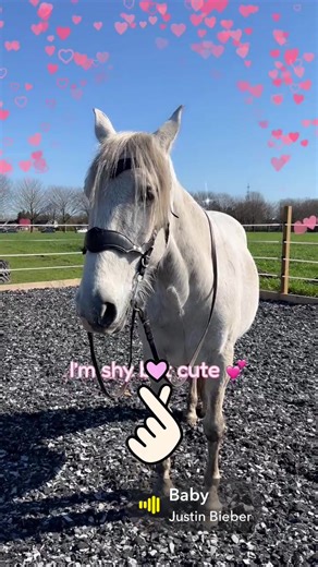 #pferde #ponys #horses #reiten #reitstall