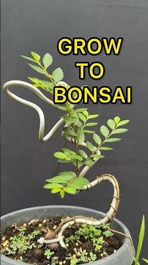 Growing to Become a Bonsai