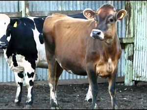 Australian Jersey x Holstein Crossbred Dairy Cattle