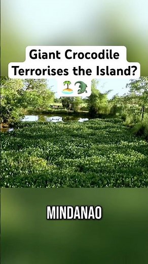 Giant Crocodile 🐊 Terrorizes Mindanao Island? 🏝️ #crocodile #travel #philippines