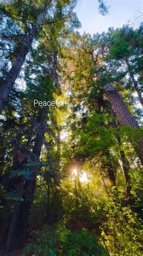 Escape into this calm: Peaceful Forest Morning Sunrise Relaxing Serene