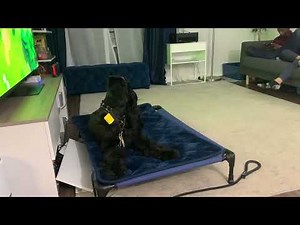 Giant Schnauzer Bark