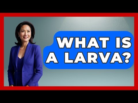 What Is A Larva? - The Marine Life Explorer
