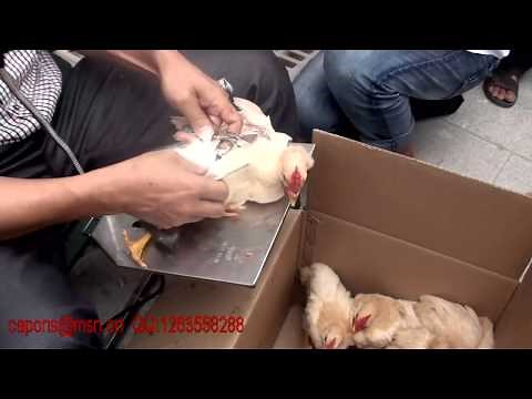 How to caponize a cockerel (caponizing roosters in China)