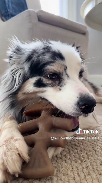 Willow (@willowthebluemerleaussie)’s videos with Manamana THE MUPPETS - ⭐️🐺 Lyca's Musicbox 🎶⭐️