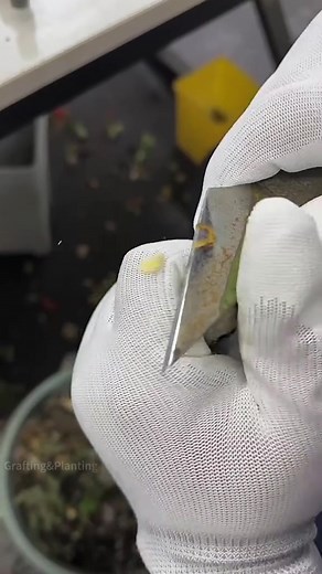 How to grafting a rose tree #fyp #foryou #grafting #graftingtechniques #rosegrafting #ro | Grafting Planting | Facebook