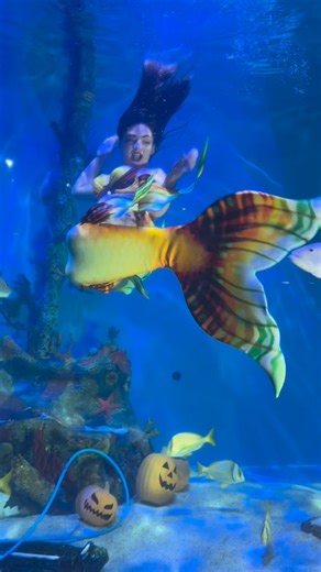 ✨ They’ve surfaced… but not for long! ✨ Introducing the Sirena Mermaid Tail Skins by Mertailor — beautifully designed to fit the Mahina Mermaid Fin. Crafted for comfort, color, and true mermaid magic. This limited release will only be available October 22 – November 22 before these tails vanish back into the Mertailor Vault, never to return! Available in the Marron Betta, Jungle Berry, and Tonga designs!!! Make waves while you can — once they’re gone, they’re gone forever! https://tinyurl.com/wm