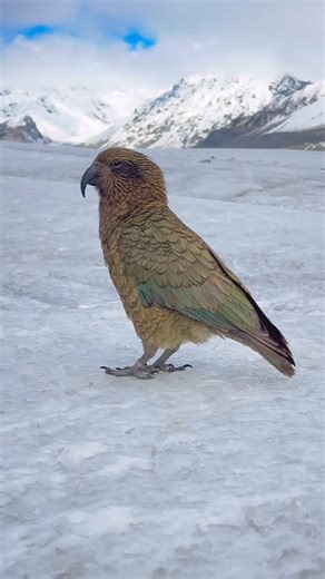 2K reactions · 170 shares | The kea is the only alpine parrot in the world and endemic to New Zealand. They are arguably the smartest birds in the world and are known for using tools to aid them in their mischievous behavior. I spotted these curious little buggers on the Tasman Glacier and enjoyed watching them peck at our ice axes. These are mature kea, the juveniles have a yellow ring around their eyes and beak, which fades to grey with age. | Tori Harp | Facebook