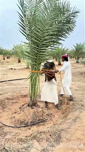 Two Rope Ends, One Tight Bind: Wrapping a Date Palm for Frond Control