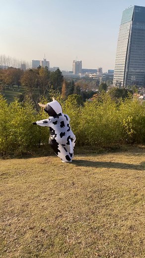 Watch Arokibui Inflatable Cow Costume Blow up Costume on Amazon Live