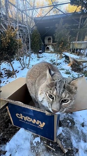 Why Cats Love Boxes More Than Beds 😳