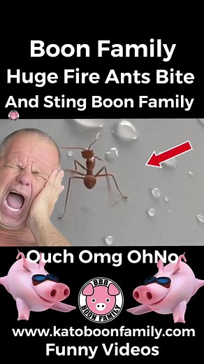 #katoboon #boonfamily #lol #lolz #omg #omgchallenge #haha #ohno #ohnono #ohnonononoo #ohnoo #ohnochallenge #ohno! #fireants #ant #ants #antsoftiktok #fail #fails #failarmy #failvideo #faillaugh #kidsoftiktok #kidsbelike #smash #sting #bite