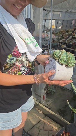 Growing Succulents Without Soil #Succulents #Houseplants #Gardening #Echeveria #Plants