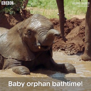 1.6M views · 24K reactions | Baby elephant bath time is the best thing you'll see today.  #AnimalBabies | BBC Earth | Facebook
