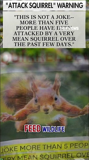 'ATTACK SQUIRREL BEWARE': California neighborhood on alert for 'very mean' squirrel #shorts