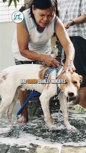 Does your pet start itching after a bath? 🐾 | Dr. Pet