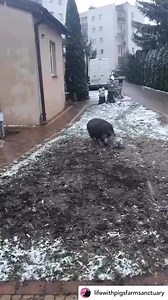 Reposted from Life with Pigs Farm Sanctuary. This video highlights the question, how it is we can treat one of these animals as family while the other is subjected to the most awful and abusive treatments humans have ever unleashed on animals? Yet, the difference between a dog and a pig is really only one that exists in our minds. (To clarify, we are not implying that dogs are not victims of human oppression, we are simply drawing a comparison in the context of this video) #dog #pig #choosekindn