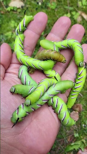 Privet hawkmoth / Sphinx ligustri