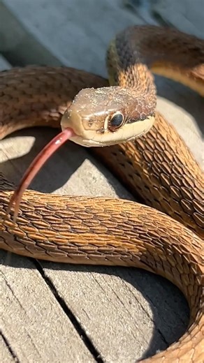 Queensnake?