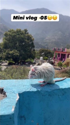 Cute Mouse After Bathing 🥺😍ll #shorts #minivlog