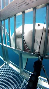 586K views · 6.4K reactions | #sharkattack #oceanlife #scarymoment #wildlife #deepsea #viralvideo #trending #dangerzone #sealife #caughtoncamera #sharks #oceanadventure | Sea Predator Attack | Facebook